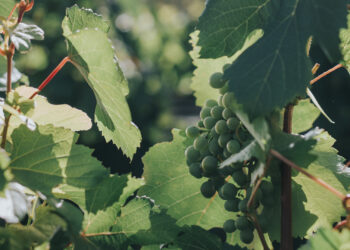 Se viene el II Encuentro Regional del Turismo del Vino