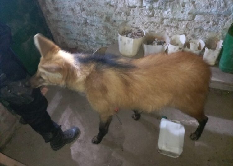 Más detalles sobre el caso de los Aguará Guazú encontrados en un campo de Cañada de Gómez