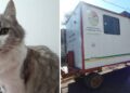 Llevó a castrar a su gata al Quirófano Móvil Municipal y el animal murió por sobredosis de anestesia
