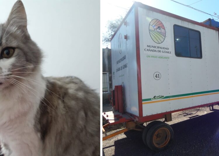 Llevó a castrar a su gata al Quirófano Móvil Municipal y el animal murió por sobredosis de anestesia