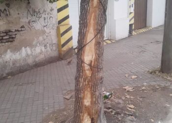 Travaglino pide que el municipio cuide el arbolado público