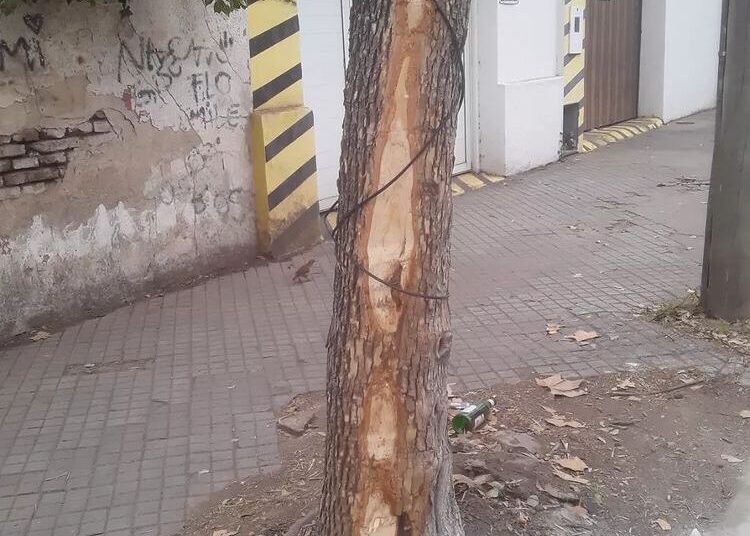 Travaglino pide que el municipio cuide el arbolado público