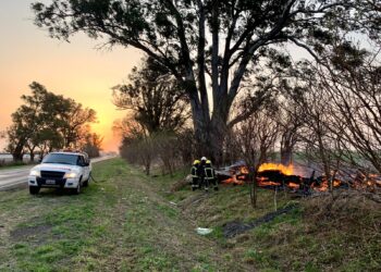 Incendio de dos grandes árboles a la altura del cruce de rutas 9 y 91