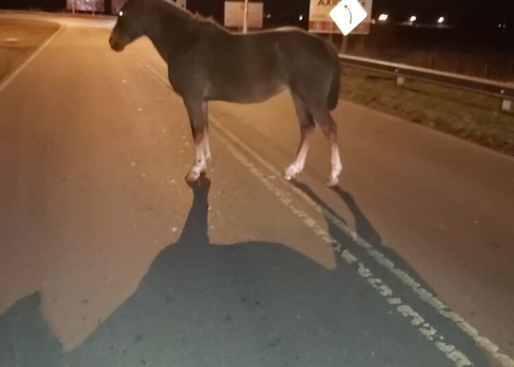 Cañada de Gómez: Los Pumas rescataron una yegua que se encontraba suelta en la vía pública