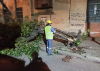 La municipalidad intervino diferentes puntos de la ciudad por árboles caídos