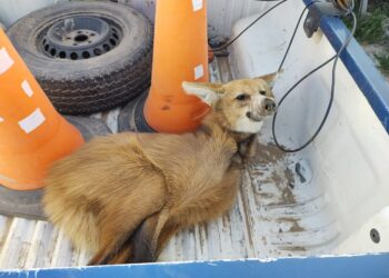 Ceres: rescataron a un Aguará Guazú que deambulaba por las calles