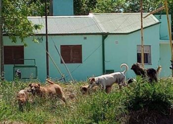 Travaglino reitera el pedido de información sobre el sistema municipal de castraciones