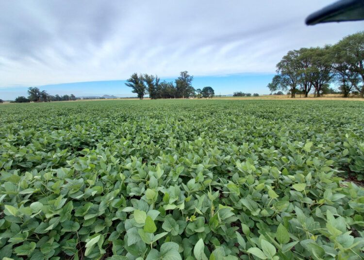 Soja: presentan variedad con alto potencial de rendimiento