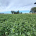 Soja: presentan variedad con alto potencial de rendimiento