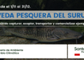 Desde hoy rige la veda de pesca del Surubí