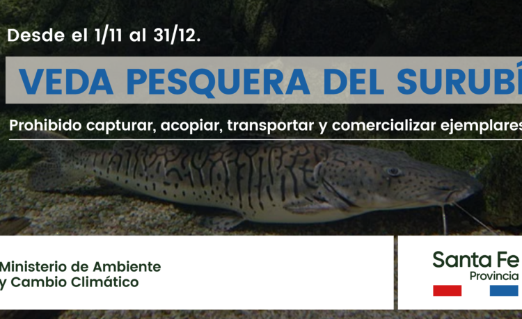 Desde hoy rige la veda de pesca del Surubí
