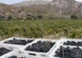 Informes de Tempranillo y Merlot