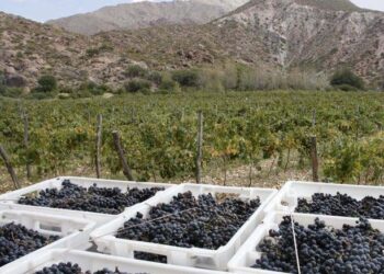 Informes de Tempranillo y Merlot