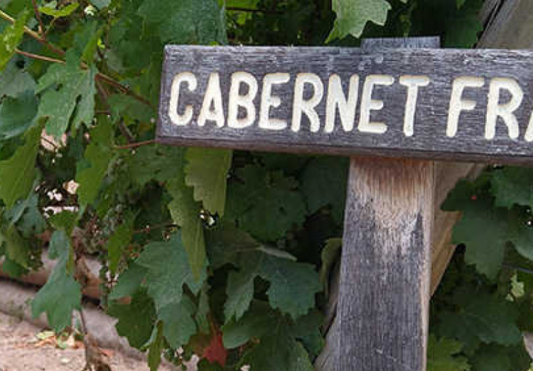 Cabernet Franc, su actualidad en Argentina