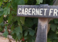 Cabernet Franc, su actualidad en Argentina