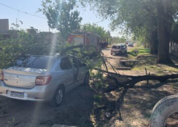Cayó un árbol sobre un automóvil que se encontraba estacionado