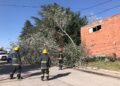 Cayó un árbol sobre la calzada y arrastró dos postes del tendido eléctrico