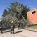 Cayó un árbol sobre la calzada y arrastró dos postes del tendido eléctrico