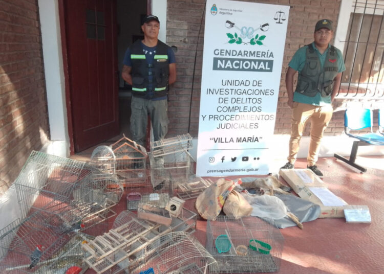 Villa María: Incautan aves y armamento en cuatro allanamientos