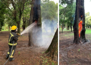 Cañada de Gómez: Un rayo provocó el incendio de un árbol en el Parque Municipal