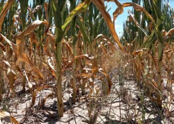 Rasetto salió al cruce del ministro Massa por declaraciones sobre la sequía