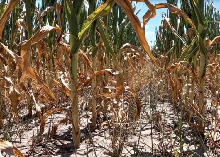 Rasetto salió al cruce del ministro Massa por declaraciones sobre la sequía