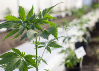 El gobierno santafesino capacitará a los equipos de salud sobre el uso del cannabis medicinal