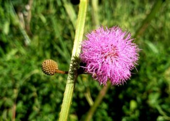 Descubren una nueva especie de flor en el sur de Misiones