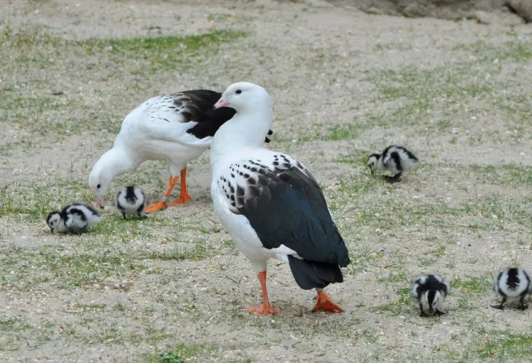 Argentina dicta emergencia sanitaria tras confirmación de influenza aviar en ganso silvestre
