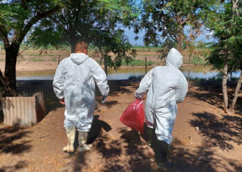 Gripe aviar: Dos casos positivos confirmados en aves de traspatio en Córdoba y Santa Fe