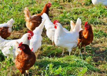 Gripe aviar: Nueva detección en aves de traspatio en la provincia de Santa Fe