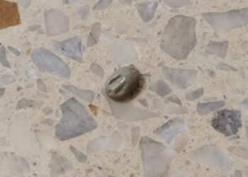 Cañada de Gómez: Alerta por la aparición de garrapatas en el hospital San José