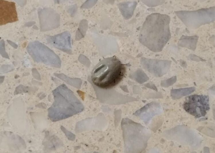 Cañada de Gómez: Alerta por la aparición de garrapatas en el hospital San José