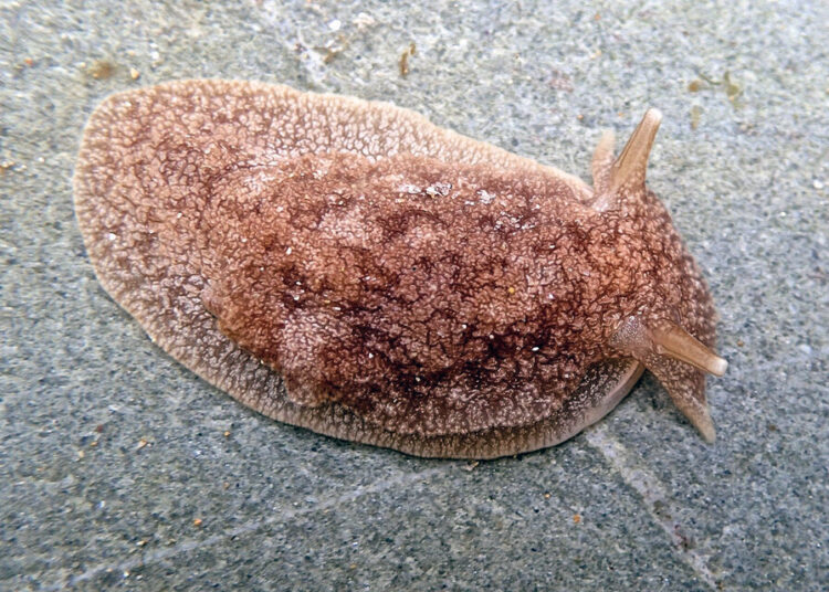 Hallaron en Argentina babosas invasoras tóxicas peligrosas