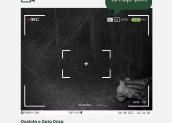 El gobierno provincial anunció que registró por 1° vez a un ejemplar de Gato Onza en la cuña boscosa del norte santafesino