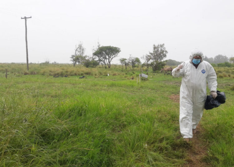 Gripe aviar: 3 casos positivos en aves de traspatio y silvestres en Buenos Aires, Santa Fe y Santiago del Estero
