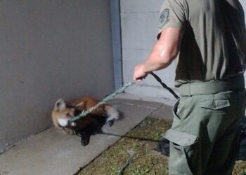 Sorpresa en la ciudad de “Nuevo Torino”: Los Pumas rescatan un animal Aguará Guazú