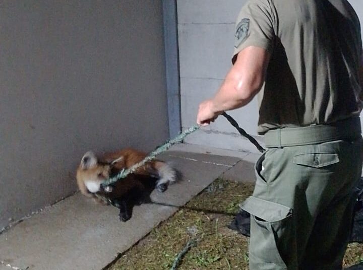 Sorpresa en la ciudad de “Nuevo Torino”: Los Pumas rescatan un animal Aguará Guazú