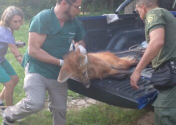 Rescatan a un  Aguará Guazú envestido por un vehículo