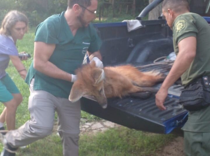 Rescatan a un  Aguará Guazú envestido por un vehículo