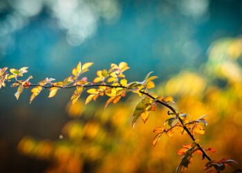 Fue inaugurada una nueva Plaza en Cañada de Gómez