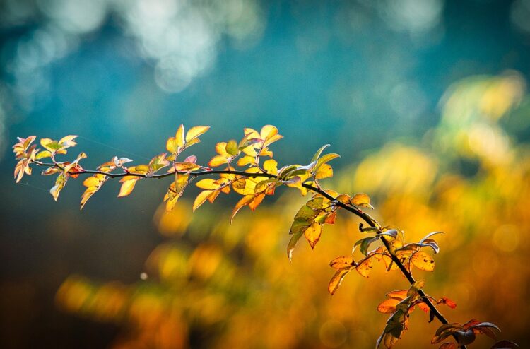 Fue inaugurada una nueva Plaza en Cañada de Gómez