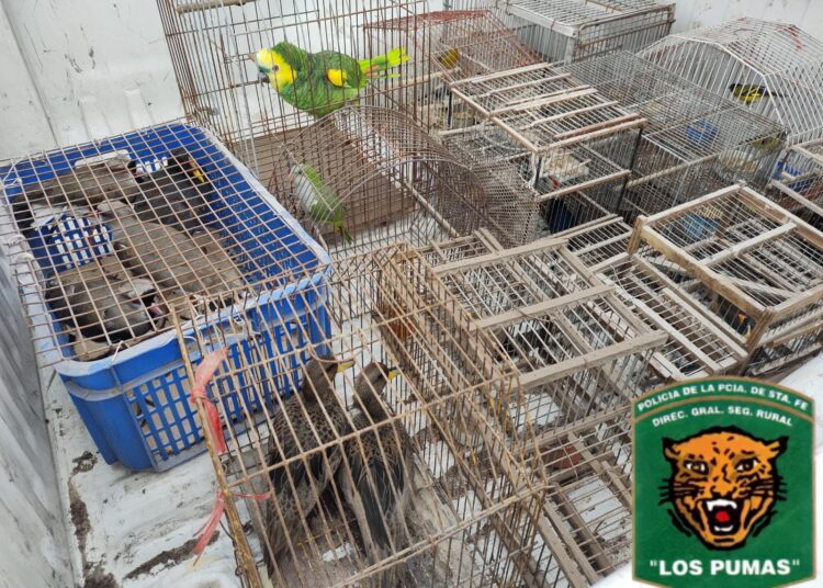 Firmat: “Los Pumas” procedieron al resguardo de 25 Aves Silvestres