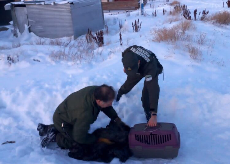 Santa Cruz: Encuentran un águila atrapada en medio de la nieve