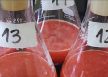 Elaboran aditivos antioxidantes, a partir de un subproducto bovino