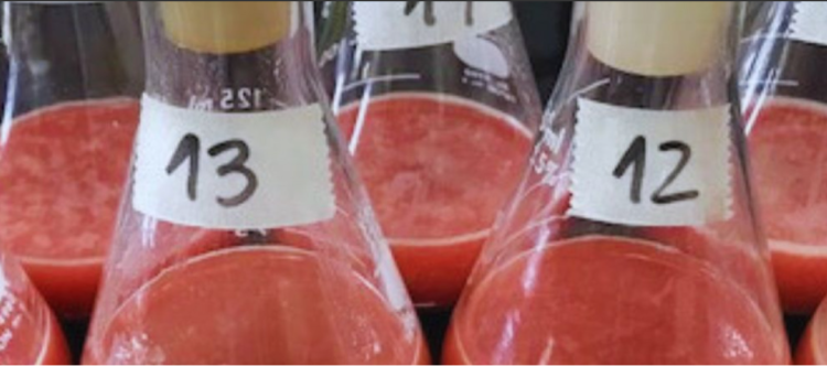 Elaboran aditivos antioxidantes, a partir de un subproducto bovino