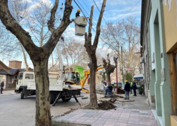 La Municipalidad de Cañada de Gómez realiza intervenciones en arbolado público