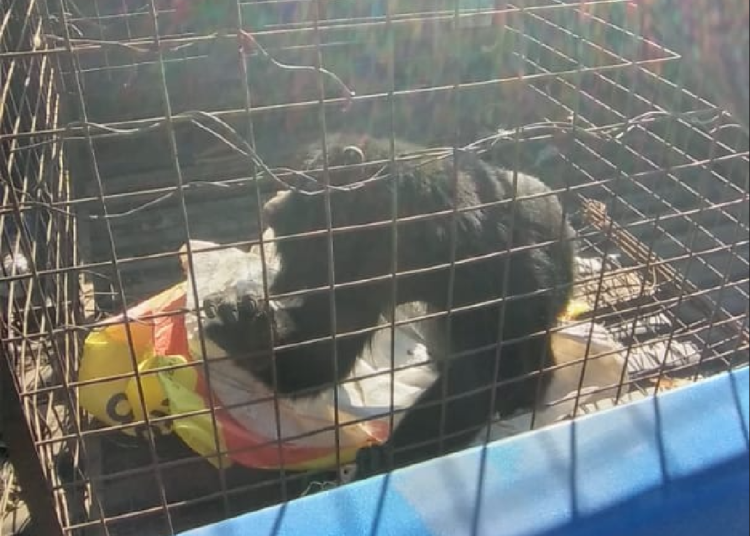 Norte de la provincia: Rescate y liberación de un “Mono Carayá” en paraje Los Jacintos