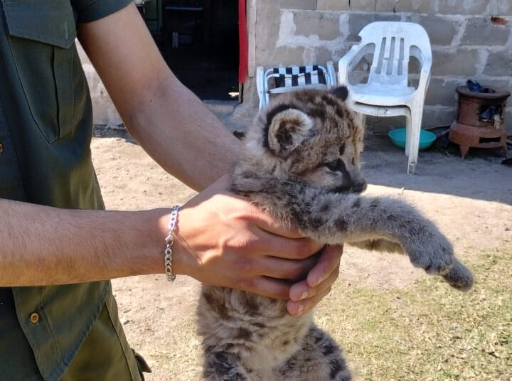 Los Pumas de la Sección Nº31 de Intiyaco secuestraron un “Puma”