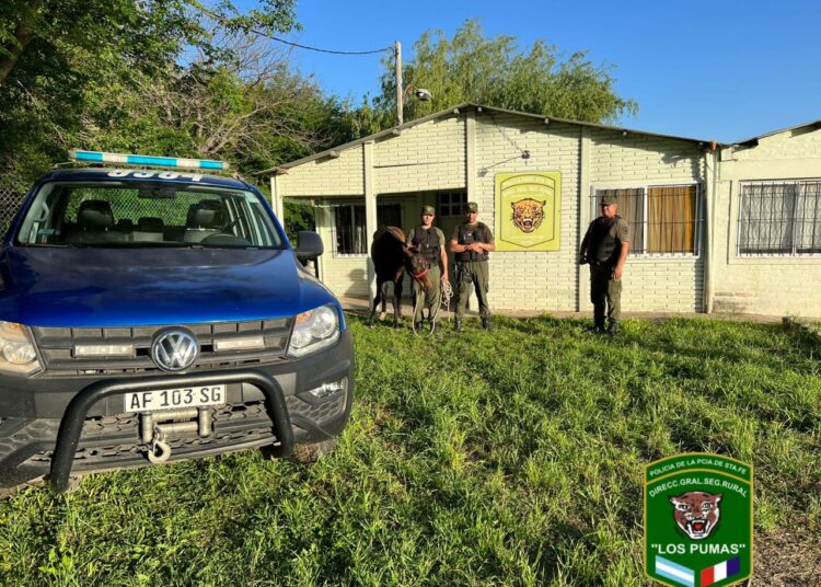 Cañada de Gómez: Encontraron y recuperaron al caballo que había sido denunciado como robado